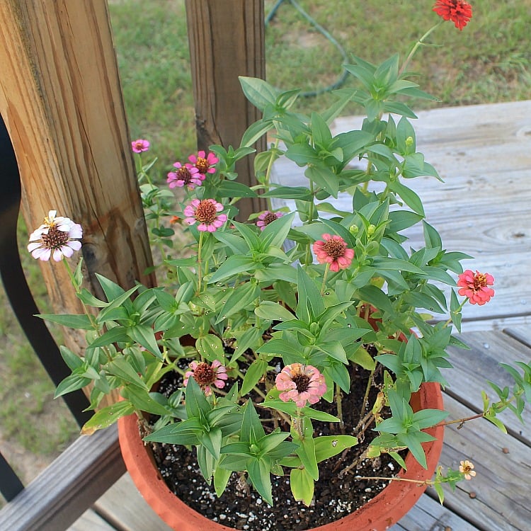Sun Loving Annual Flowers to plant in your front yard this Spring. Curb appeal includes planting colorful flowers. See this list of Annual Flowers to plant full sun. #flowers #curbappeal Best Annual Flowers for full sun. Best selection of annual flowers to plant in a sunny yard. Annual flowers you should plant on your sunny deck or porch.