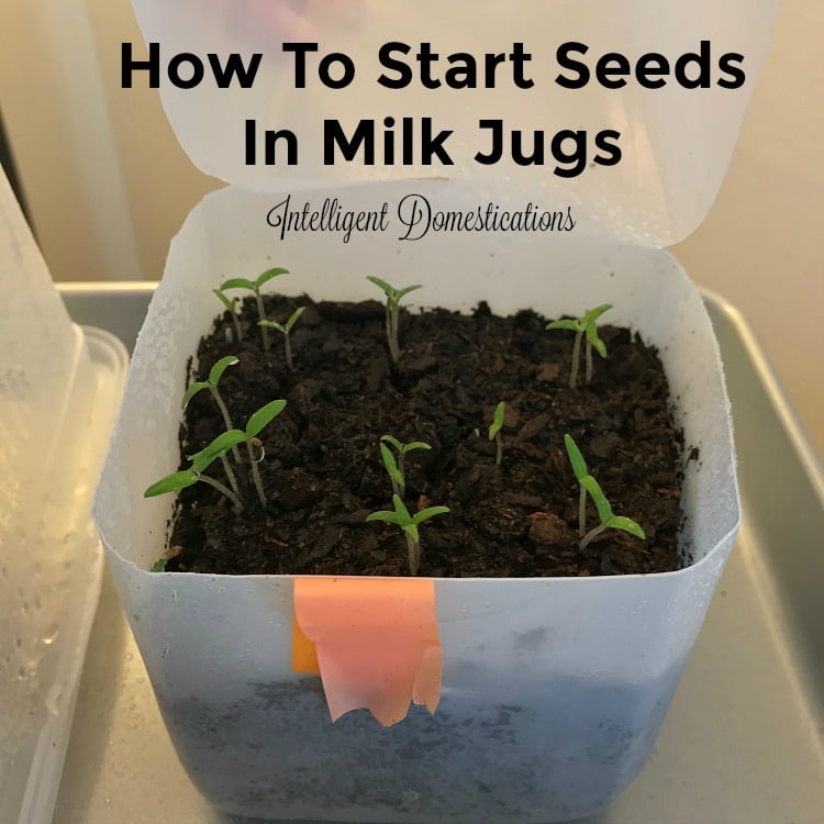 seed sprouts in a milk jug