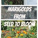 Marigold seeds being planted in milk jugs so the seedlings can be transplanted into the ground in the spring. Step by step process of growing Marigold flowers from planting the seed to transplanting into the ground and seeing the beautiful blooming flowers in the summer. #flowerbed #marigoldflowers #intellid