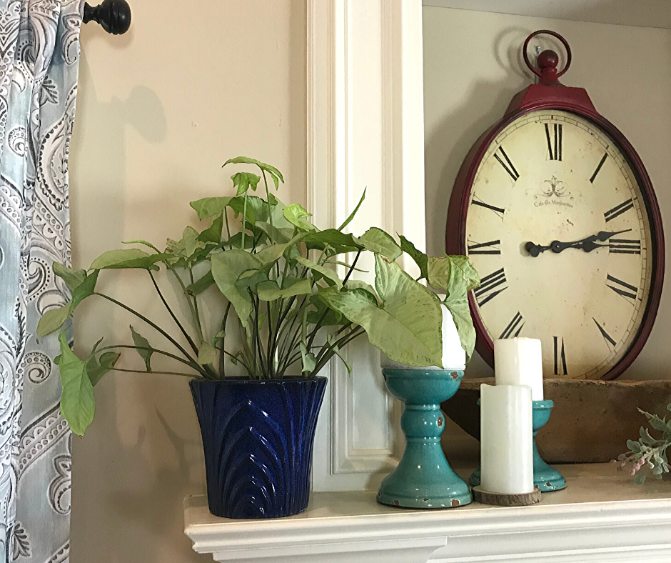 Arrowhead Plant in a deep blue container used as mantle decor for Spring. A vignette created using an Arrowhead Vine houseplant paired with candles on a mantle