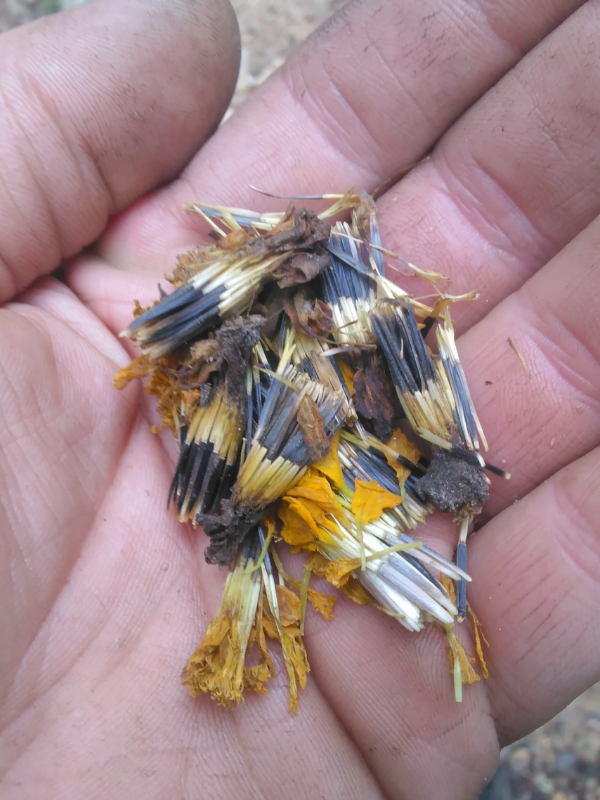 Marigold seeds in a persons hand