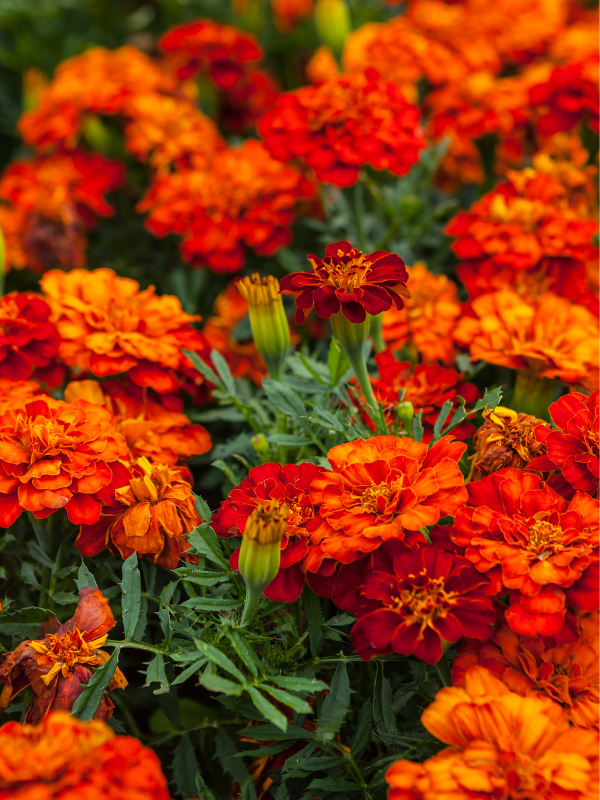 A bed of deep orange Marigold annual flowers