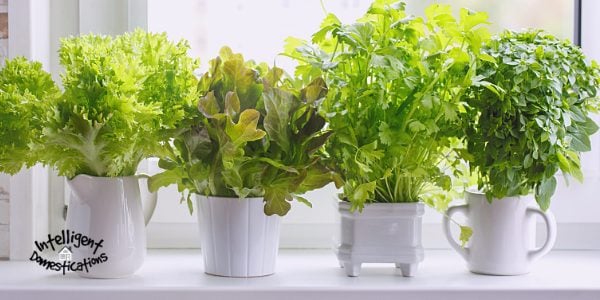 Grow your own fresh herbs for cooking