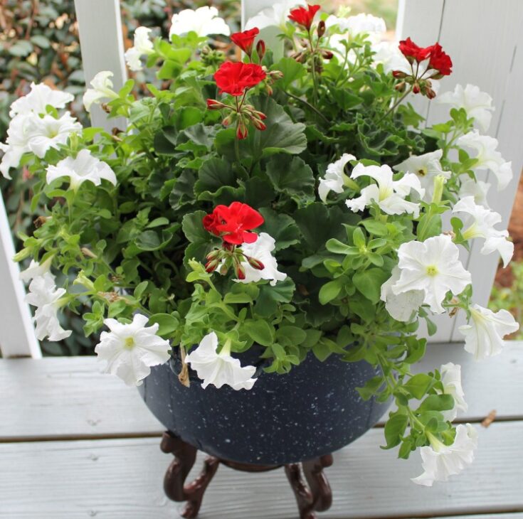 Image for Upcycle An Enamelware Canner Pot Into A Large Flower Container
