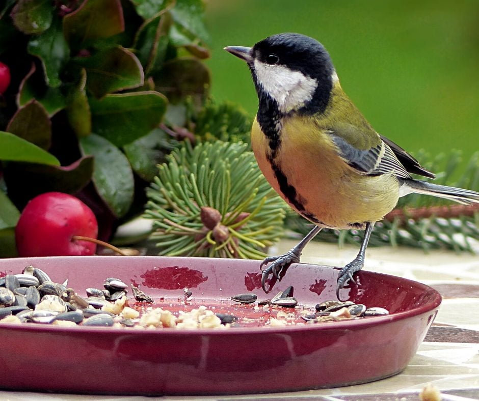 A wild Bird eating from a red ceramic dish on a patio