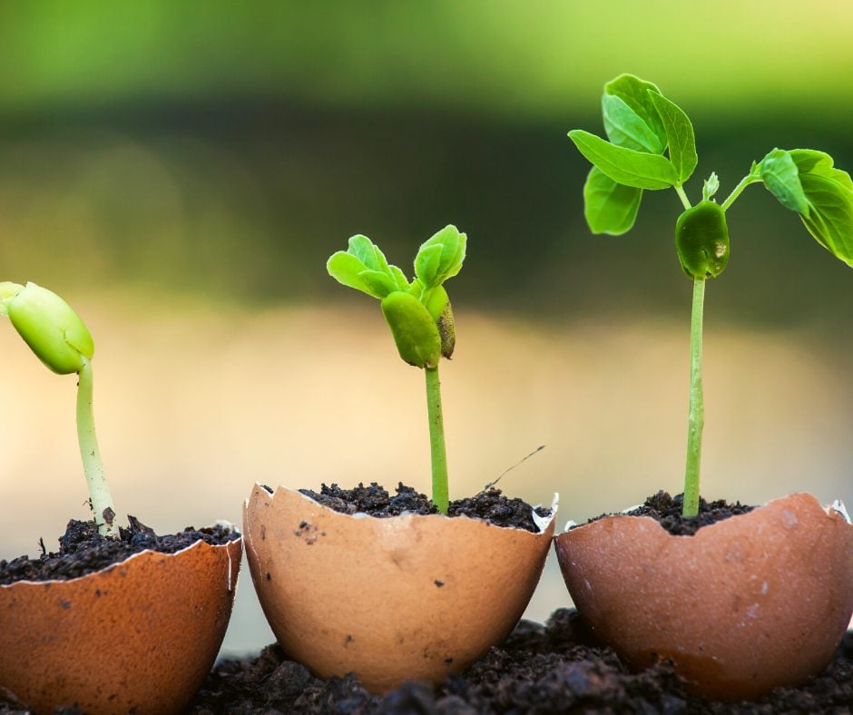 Seedlings growing in brown egg shells sitting in rich black dirt