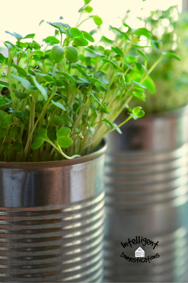 microgreens growing in repurposed cans