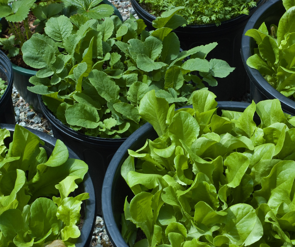 lettuce growing in containers