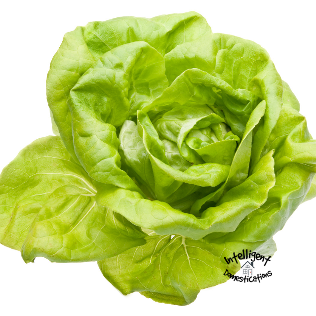 Fresh Bibb Lettuce